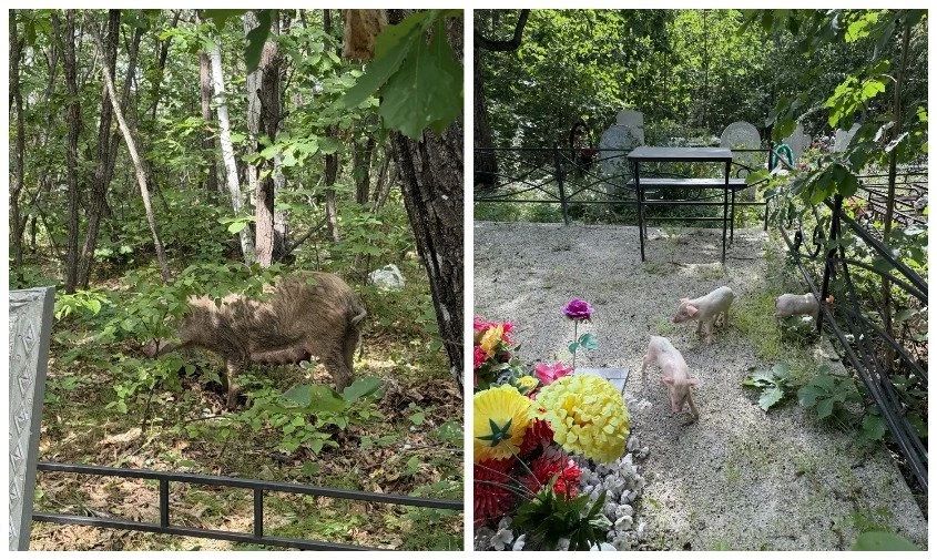 Власти Благовещенского округа начали проверку по факту безнадзорного выгула скота на кладбище
