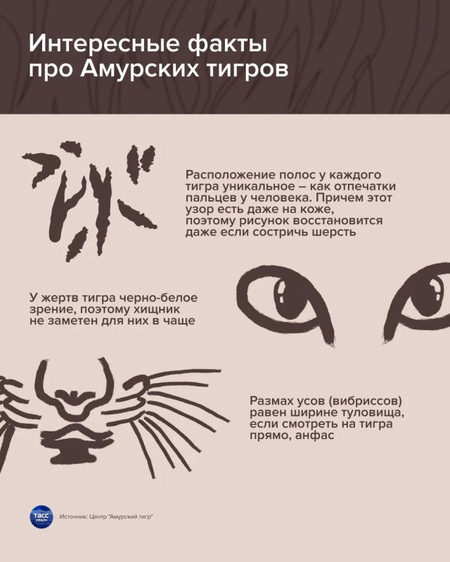 В последнее воскресенье сентября на Дальнем Востоке отмечают день амурского тигра В последнее воскресенье сентября на Дальнем Востоке отмечают день амурского тигра