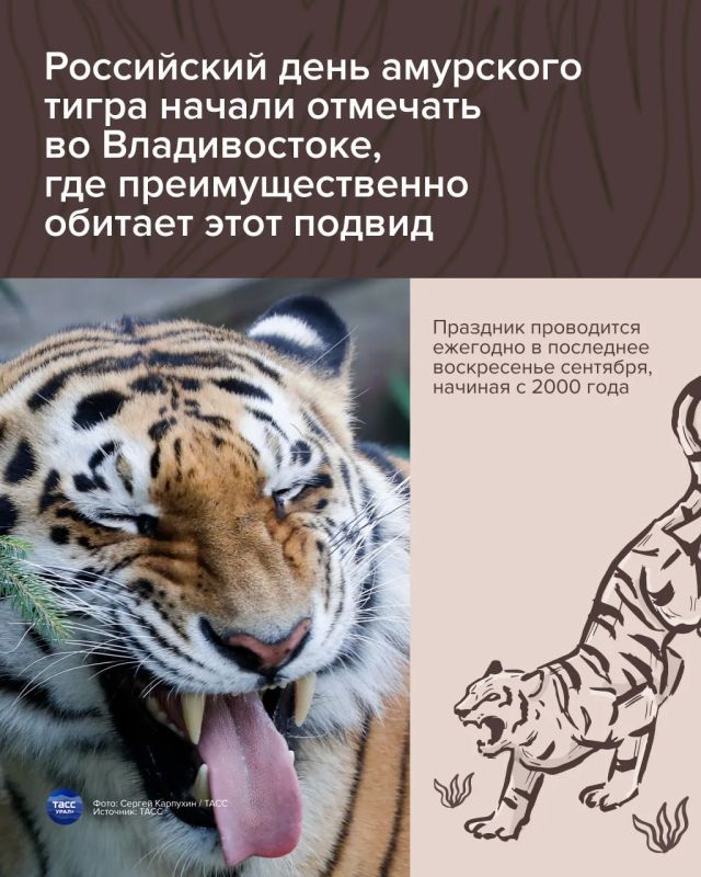 В последнее воскресенье сентября на Дальнем Востоке отмечают день амурского тигра В последнее воскресенье сентября на Дальнем Востоке отмечают день амурского тигра