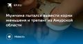 Контрабанда женьшеня и трепанга