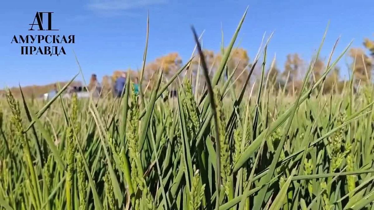 Потеснит ли рис сою на амурских полях: ученые экспериментируют с новыми культурами