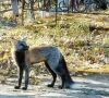 В минувшие выходные жительница Зеи поехала на кладбище