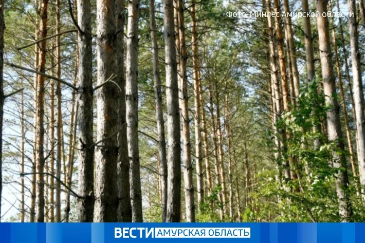 В Приамурье стартовала всероссийская акция «Сохраним лес»