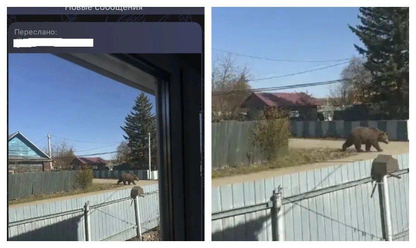 Медведь, гуляющий по улицам Магдагачей, оказался фейковым — «художника» ищет полиция