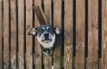 Штраф за жестокое обращение с животными предстоит выплатить бывшей жительнице Зеи
