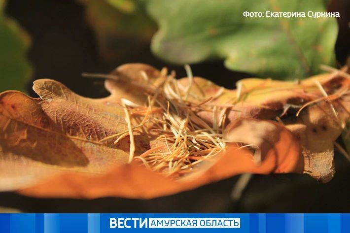 До +17 °С днем: прогноз погоды в Приамурье на 4 октября