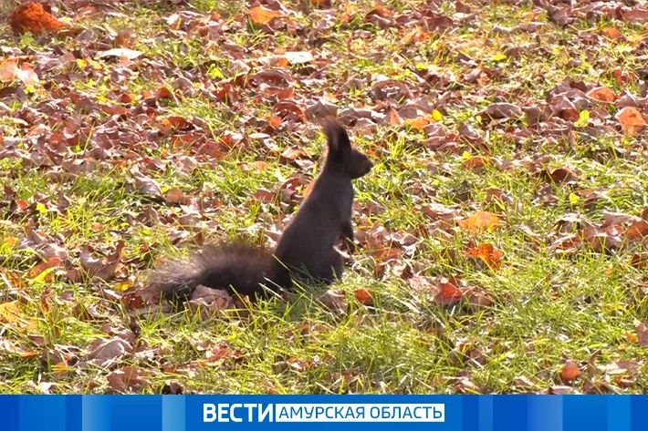 На севере небольшой дождь: прогноз погоды в Приамурье на 5 октября