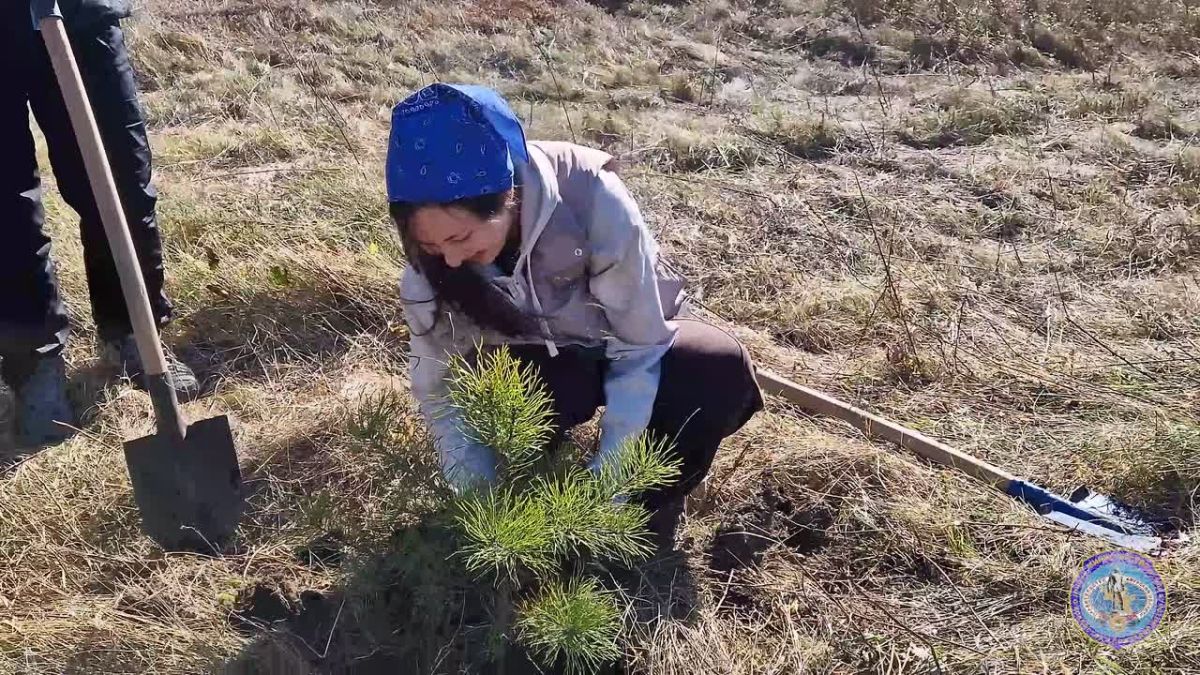 «Сохраним лес»: в Белогорье высадили сосну и ясень