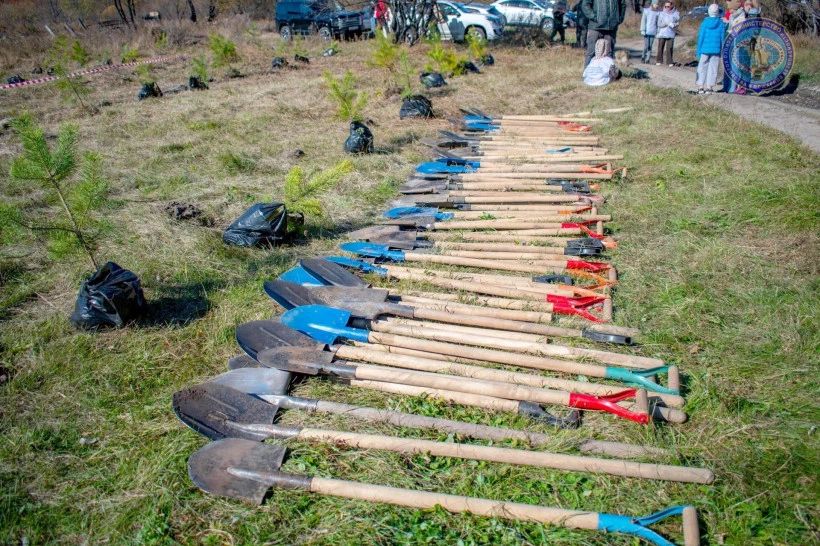 В селе под Благовещенском высадили небольшой лес из 200 сосен и маньчжурских ясеней В селе под Благовещенском высадили небольшой лес из 200 сосен и маньчжурских ясеней