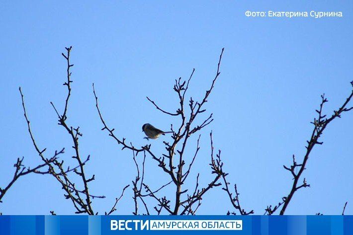 Морозная ночь и тёплый день: прогноз погоды в Приамурье на 8 октября