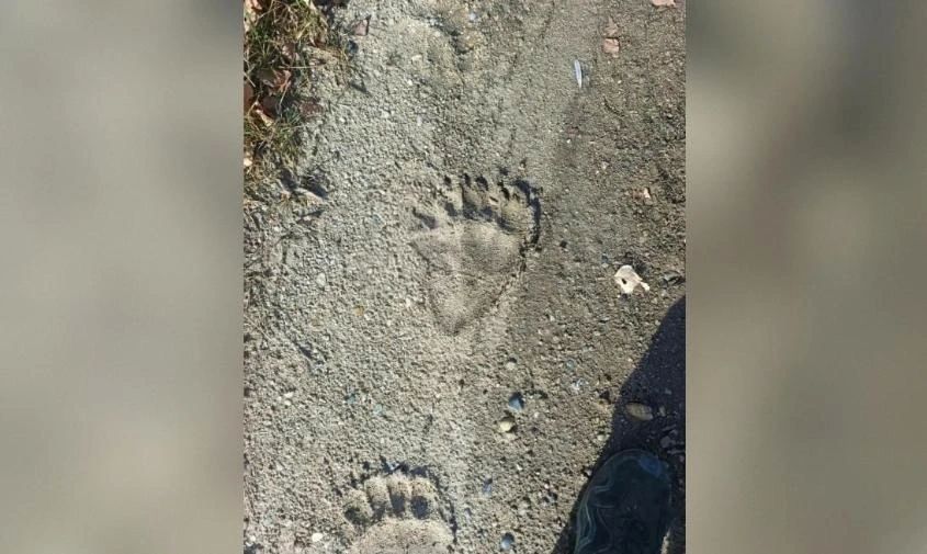 Волонтеры наткнулись на следы медведя в поле в Архаринском округе, где ищут пенсионерку