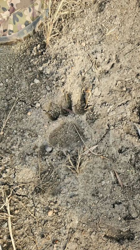 В Архаринском округе, где почти неделю ищут пропавшую пенсионерку, заметили следы тигра В Архаринском округе, где почти неделю ищут пропавшую пенсионерку, заметили следы тигра