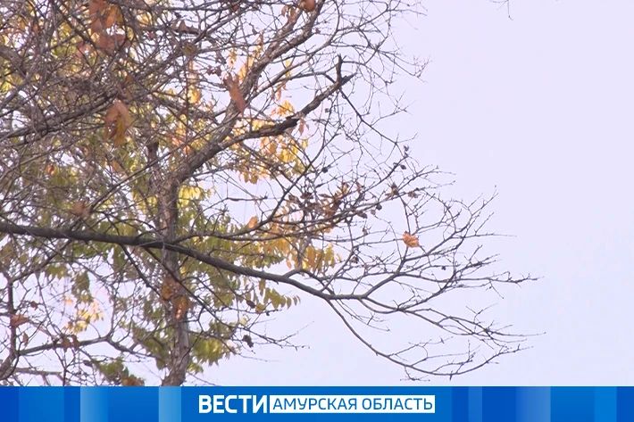 Дожди, мокрый снег и порывистый ветер: прогноз погоды на 12 октября в Приамурье