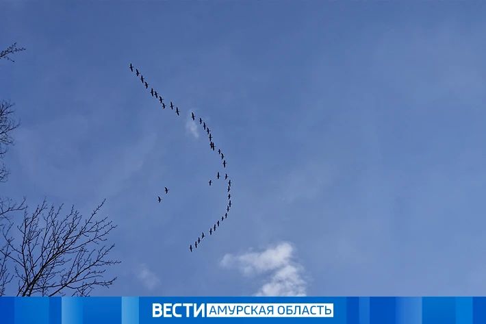 Северный ветер и осадки: какая погода ждёт Приамурье 14 октября