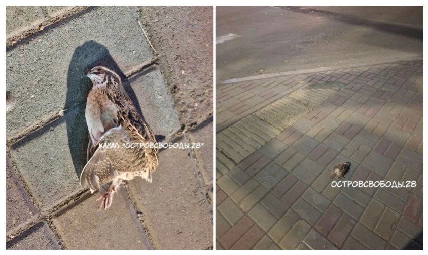 В центре Благовещенска при неизвестных обстоятельствах погиб перепел
