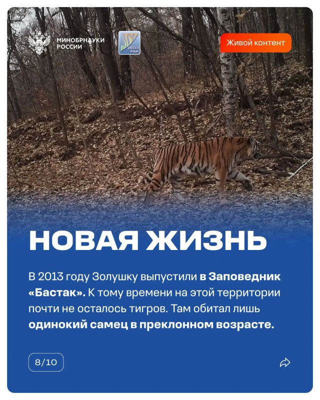14 октября прошел День работников заповедного дела — повод вспомнить, как наука помогает восстанавливать популяции диких животных 14 октября прошел День работников заповедного дела — повод вспомнить, как наука помогает восстанавливать популяции диких животных