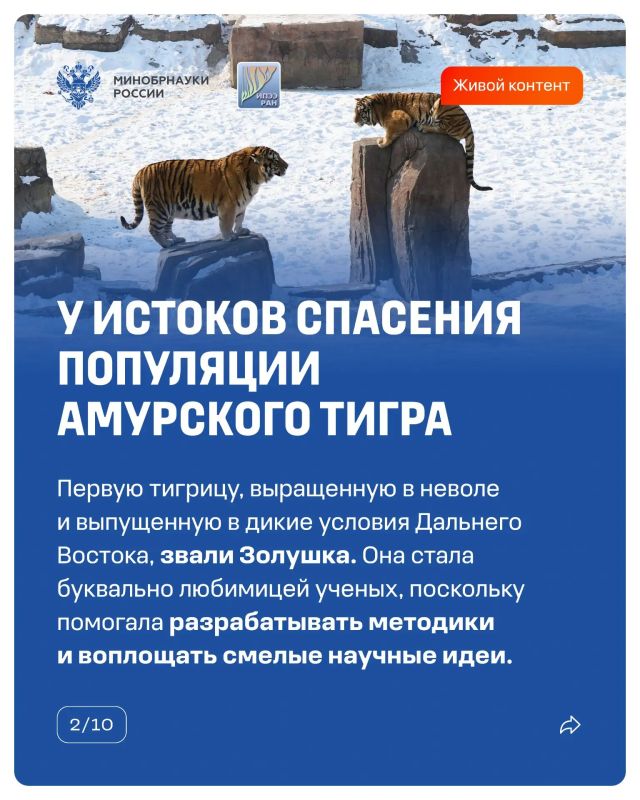 14 октября прошел День работников заповедного дела — повод вспомнить, как наука помогает восстанавливать популяции диких животных 14 октября прошел День работников заповедного дела — повод вспомнить, как наука помогает восстанавливать популяции диких животных