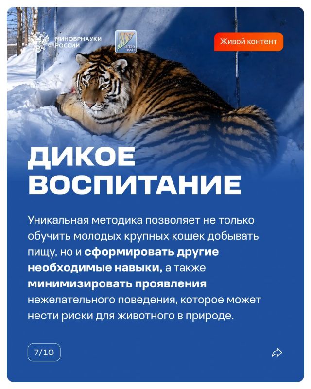 14 октября прошел День работников заповедного дела — повод вспомнить, как наука помогает восстанавливать популяции диких животных 14 октября прошел День работников заповедного дела — повод вспомнить, как наука помогает восстанавливать популяции диких животных