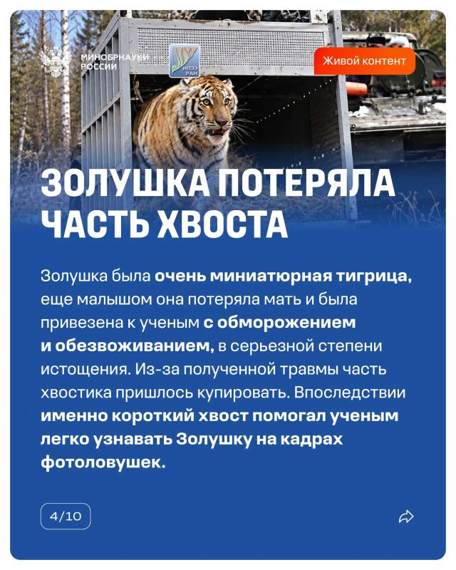 14 октября прошел День работников заповедного дела — повод вспомнить, как наука помогает восстанавливать популяции диких животных 14 октября прошел День работников заповедного дела — повод вспомнить, как наука помогает восстанавливать популяции диких животных
