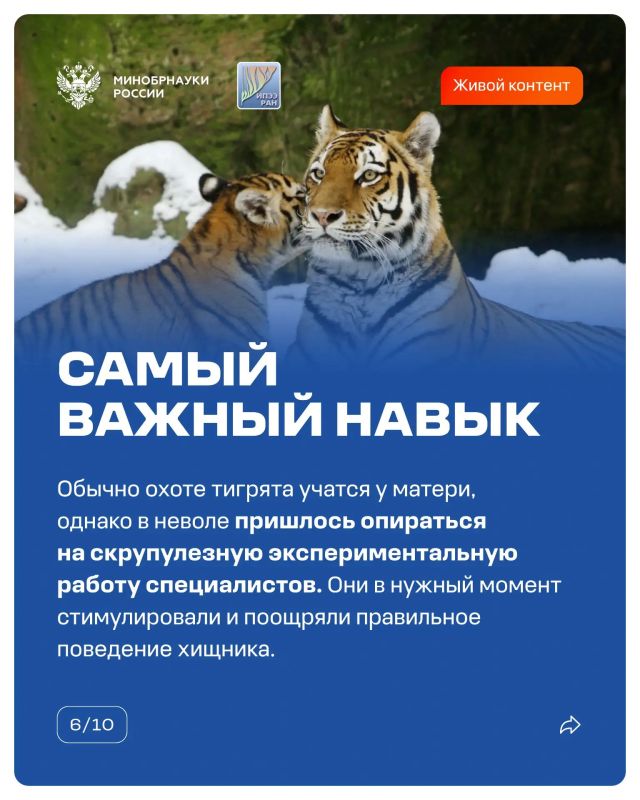 14 октября прошел День работников заповедного дела — повод вспомнить, как наука помогает восстанавливать популяции диких животных 14 октября прошел День работников заповедного дела — повод вспомнить, как наука помогает восстанавливать популяции диких животных