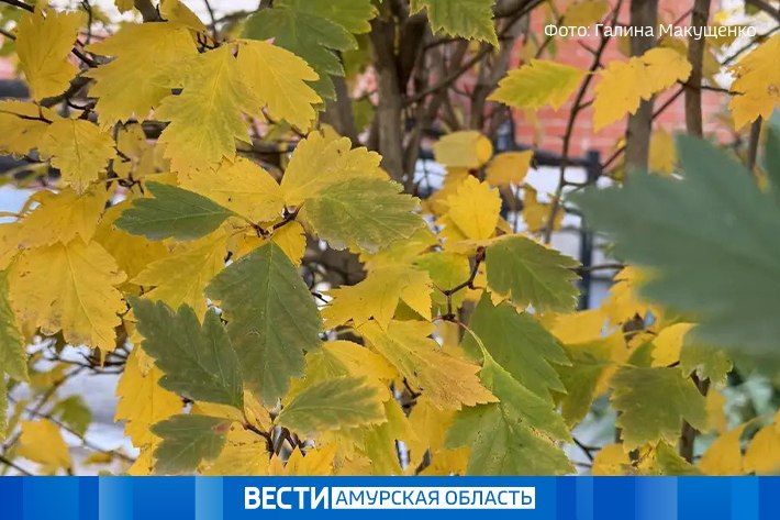 В Приамурье идет юго-западный циклон