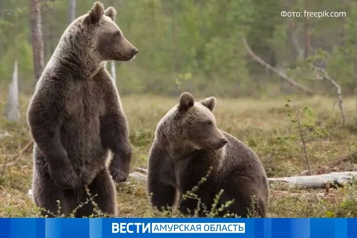 На 41 больше: охотоведы Приамурья подвели итоги учёта медведей