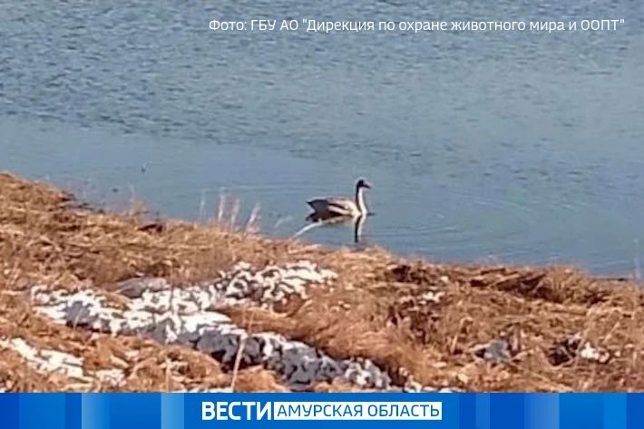 В Зее следят за лебедем, который не улетел вместе с другими птицами на зимовку