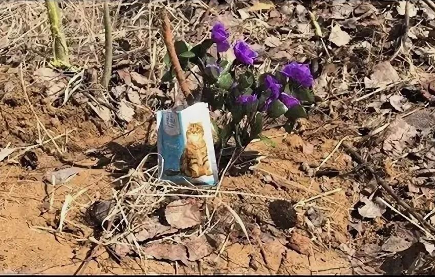«Кладбище домашних животных» ликвидировали в Серышевском округе после жалобы местной жительницы Губернатору