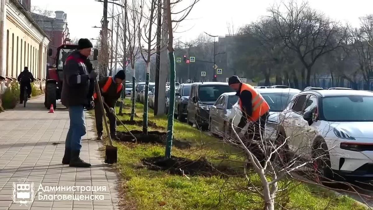 Почти 30 лип украсят участки улицы Ленина в Благовещенске