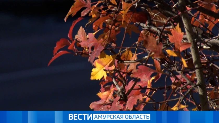 Погода в Приамурье 26 октября: без существенных осадков, но на севере уже по-зимнему