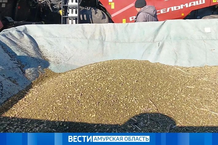 В Приамурье собрали первую партию маша со всхожестью 65%