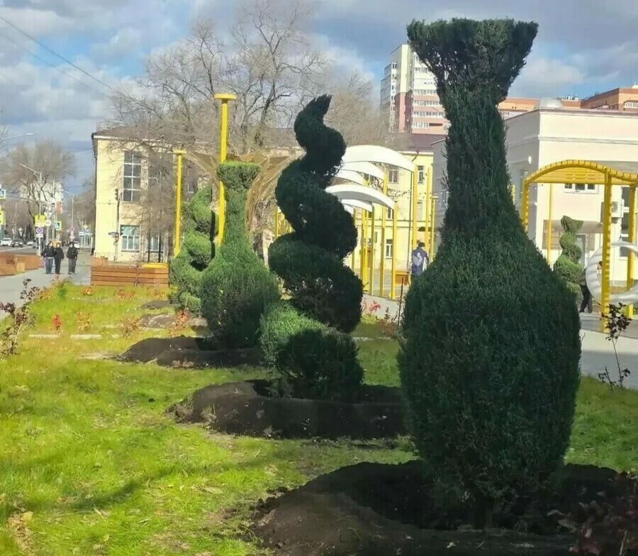 Благовещенцы задаются вопросом, приживутся ли в городе причудливой формы можжевельники, высаженные в новом сквере