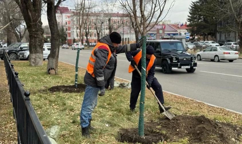 В центре Благовещенска высадили еще 10 лип, а на набережной скоро появятся ели