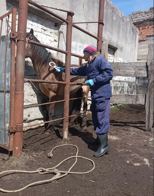 Лошадки из Иннокентьевки Завитинского округа на приеме у ветеринарного врача