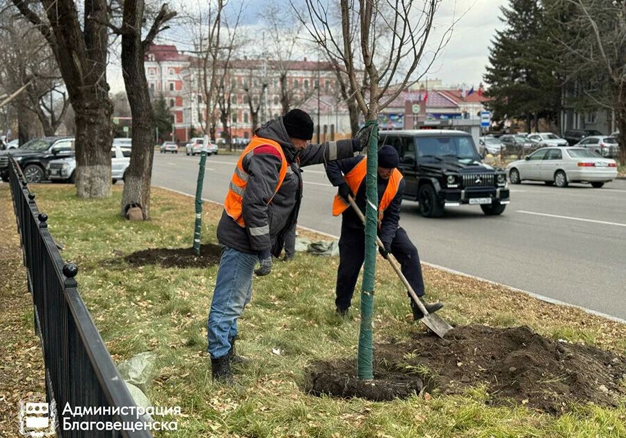В Благовещенске идёт осенний этап озеленения городских территорий