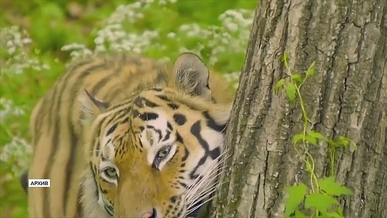 Как сберечь разнообразную природу Дальнего Востока и привлечь к этому молодежь? Ответы на эти и другие вопросы искали участники научно-практической конференции «Заповедный Восток»
